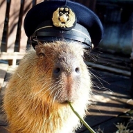 Admiral Capy, founder of CapyToolkit